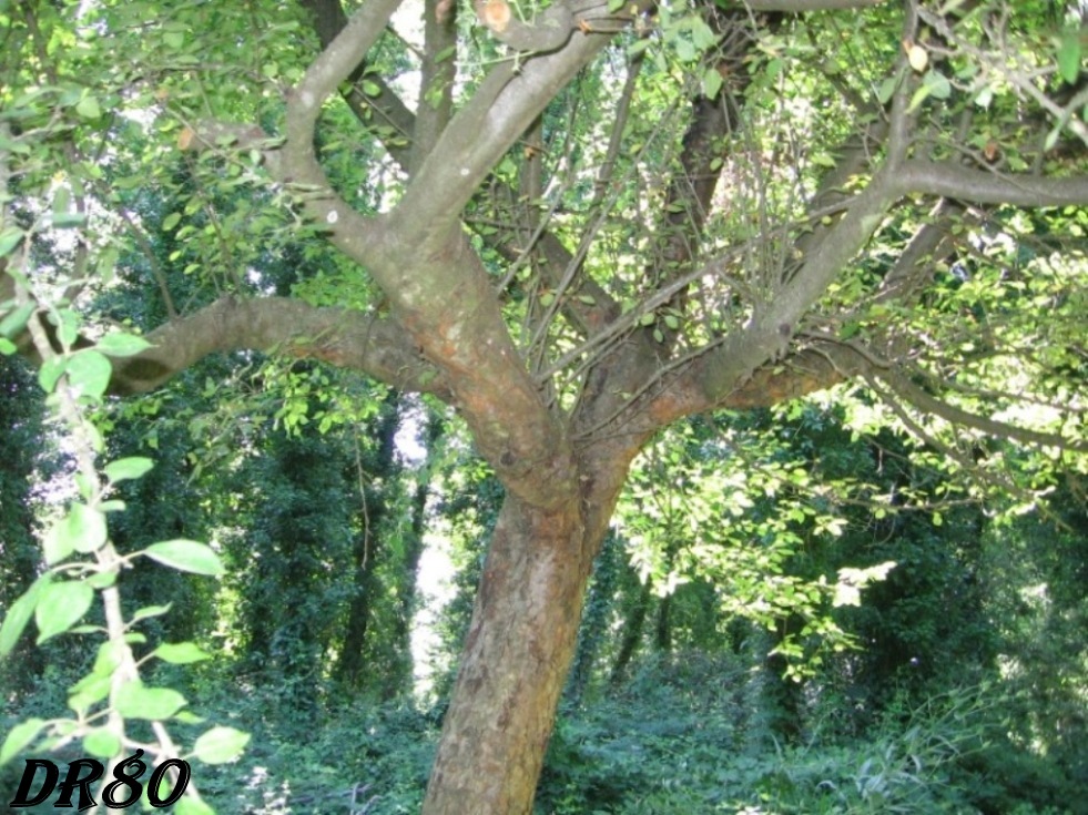 Albero da determinare!